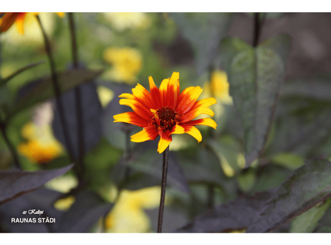 Heliopsis helianthoides var. scabra   'Burning Hearts'